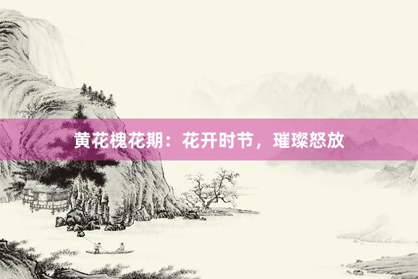 黄花槐花期：花开时节，璀璨怒放